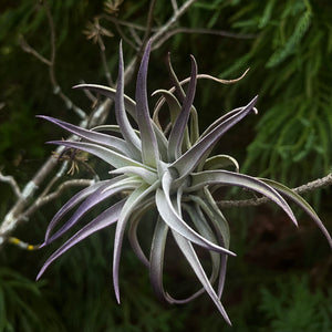 Harrasii (purple)
