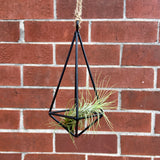 Metal Hanging Pendant w/ Plant